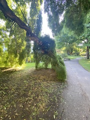 Styphnolobium japonicum