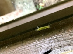 Halysidota tessellaris