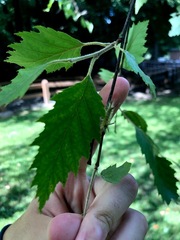 Halysidota tessellaris