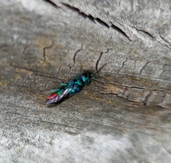 Chrysis fulgida