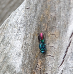 Chrysis fulgida