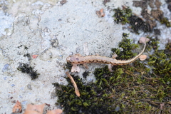 Desmognathus ocoee