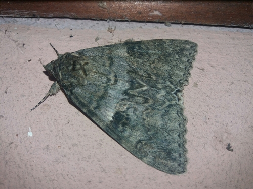 stužkavec jelšový (Catocala nupta)