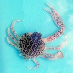 Persephona aquilonaris