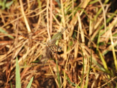 Aphylla angustifolia