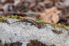 Desmognathus ocoee