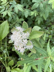 Spiraea stevenii