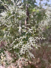 Leucopogon pimeleoides