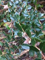 Berberis darwinii