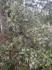 Leucopogon pimeleoides