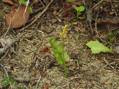 Botrychium neolunaria