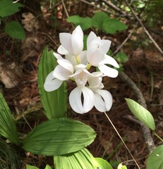 Govenia liliacea