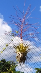 Tillandsia adpressiflora