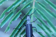 Epicauta curvicornis