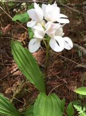 Govenia liliacea
