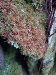 Tetraphis geniculata