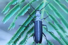 Epicauta curvicornis