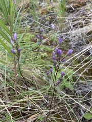 Gentianella propinqua