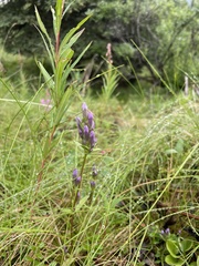 Gentianella propinqua