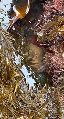 Enteroctopus dofleini