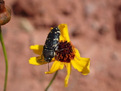 Acmaeodera obtusa