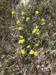 Eriogonum flavum flavum