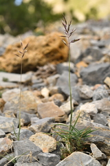 Trisetum distichophyllum