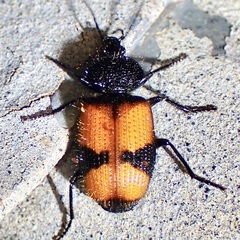 Panagaeus sallei