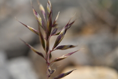 Trisetum distichophyllum