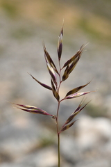 Trisetum distichophyllum