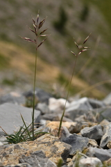 Trisetum distichophyllum