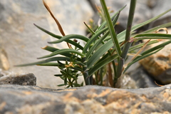 Trisetum distichophyllum
