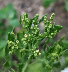 Cycloloma atriplicifolium