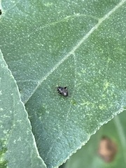 Microtechnites bractatus