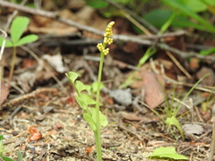 Botrychium neolunaria