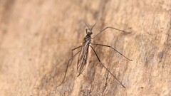 Gnophomyia tristissima