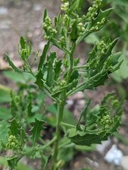 Cycloloma atriplicifolium