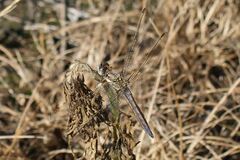 Orthetrum brunneum