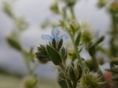 Lappula redowskii redowskii