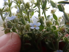 Lappula redowskii redowskii