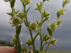 Lappula redowskii redowskii