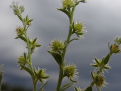 Lappula redowskii redowskii