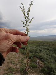 Lappula redowskii redowskii