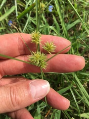 Cyperus retroflexus