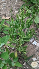 Cycloloma atriplicifolium