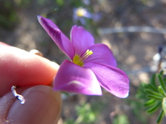Oxalis hirta tubiflora