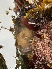 Enteroctopus dofleini