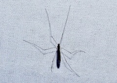 Dicranomyia