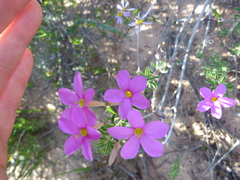 Oxalis hirta tubiflora
