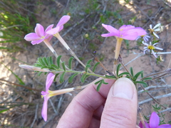 Oxalis hirta tubiflora